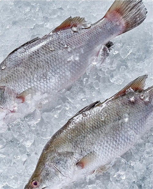 gyalistika
